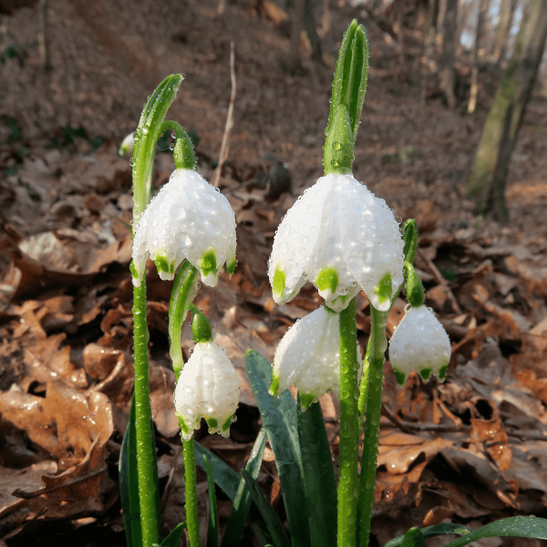 Fiore dei boschi particolare